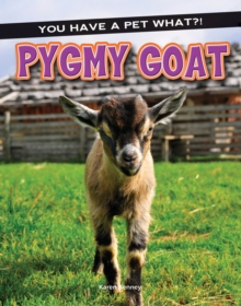 Pygmy Goat