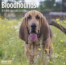 BLOODHOUNDS WALL CALENDAR 2020, Book BLOODHOUNDS WALL CALENDAR 2020, Book