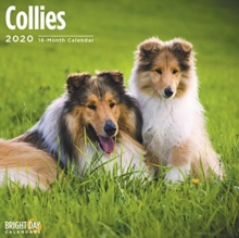 COLLIES WALL CALENDAR 2020, Book COLLIES WALL CALENDAR 2020, Book