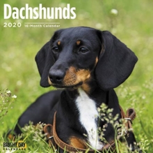 DACHSHUNDS WALL CALENDAR 2020, Book DACHSHUNDS WALL CALENDAR 2020, Book