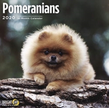 POMERANIANS WALL CALENDAR 2020, Book POMERANIANS WALL CALENDAR 2020, Book