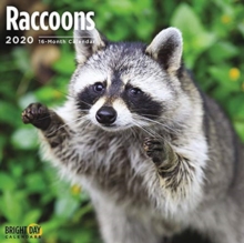 RACCOONS WALL CALENDAR 2020, Book RACCOONS WALL CALENDAR 2020, Book