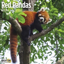 RED PANDA WALL CALENDAR 2020, Book RED PANDA WALL CALENDAR 2020, Book