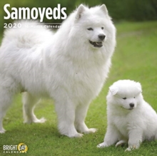 SAMOYEDS WALL CALENDAR 2020, Book SAMOYEDS WALL CALENDAR 2020, Book