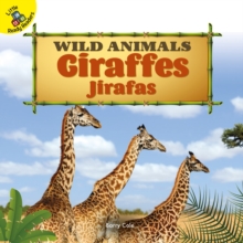 Giraffes : Jirafas