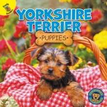 Yorkshire Terrier Puppies