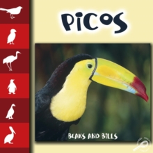 Picos : Beaks and Bills