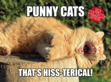 The Meme-ing of Life: Punny Cats: That's Hiss-terical, Hardback Book The Meme-ing of Life: Punny Cats: That's Hiss-terical, Hardback Book