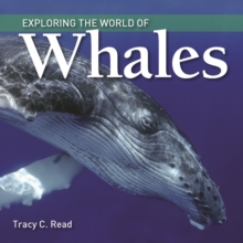 Exploring the World of Whales, Paperback / softback Book Exploring the World of Whales, Paperback / softback Book