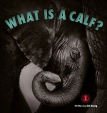 What is a Calf?, Paperback / softback Book What is a Calf?, Paperback / softback Book