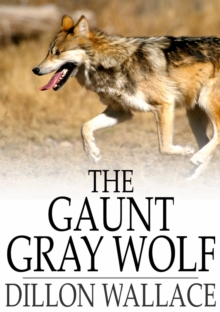 The Gaunt Gray Wolf : A Tale of Adventure With Ungava Bob