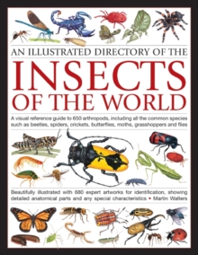 Illustrated Directory of Insects of the World : A Visual Reference Guide to 650 Arthropods, Including All the Common Species Such as Beetles, Spiders, Crickets, Butterflies, Moths, Grasshoppers and Fl, Paperback Book Illustrated Directory of Insects of the World : A Visual Reference Guide to 650 Arthropods, Including All the Common Species Such as Beetles, Spiders, Crickets, Butterflies, Moths, Grasshoppers and Fl, Paperback Book