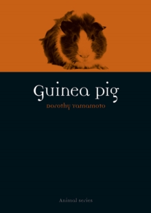 Guinea Pig