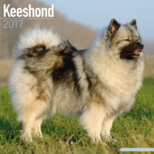 Keeshond Calendar 2017, Paperback Book Keeshond Calendar 2017, Paperback Book