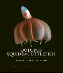 Octopus, Squid & Cuttlefish : The worldwide illustrated guide to cephalopods