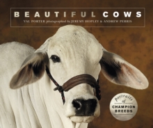 Beautiful Cows : Portraits of champion breeds