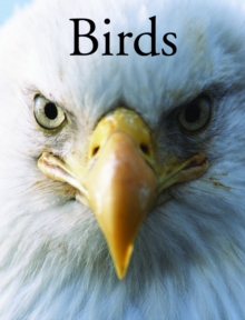 Birds, Paperback / softback Book Birds, Paperback / softback Book