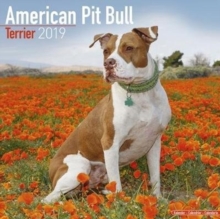 American Pit Bull Terrier Calendar 2019, Paperback Book American Pit Bull Terrier Calendar 2019, Paperback Book