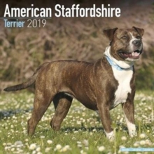 American Staffordshire Terrier Calendar 2019, Paperback Book American Staffordshire Terrier Calendar 2019, Paperback Book