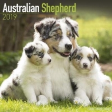 Australian Shepherd Calendar 2019, Paperback Book Australian Shepherd Calendar 2019, Paperback Book