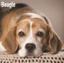 Beagle Calendar 2019, Paperback Book Beagle Calendar 2019, Paperback Book