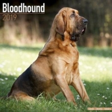 Bloodhound Calendar 2019, Paperback Book Bloodhound Calendar 2019, Paperback Book
