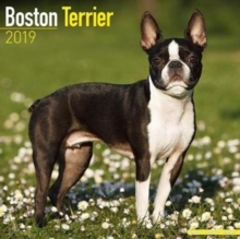 Boston Terrier Calendar 2019, Paperback Book Boston Terrier Calendar 2019, Paperback Book