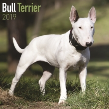 Bull Terrier Calendar 2019, Paperback Book Bull Terrier Calendar 2019, Paperback Book