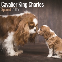 Cavalier King Charles Spaniel Calendar 2019, Paperback Book Cavalier King Charles Spaniel Calendar 2019, Paperback Book