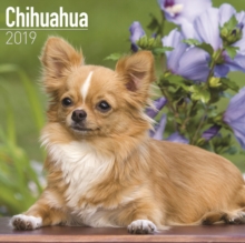 Chihuahua Calendar 2019, Paperback Book Chihuahua Calendar 2019, Paperback Book
