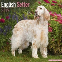 English Setter Calendar 2019, Paperback Book English Setter Calendar 2019, Paperback Book