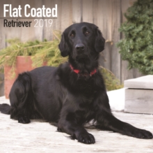 Flat Coated Retriever Calendar 2019, Paperback Book Flat Coated Retriever Calendar 2019, Paperback Book