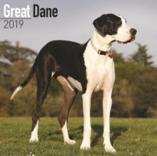 Great Dane Calendar 2019, Paperback Book Great Dane Calendar 2019, Paperback Book