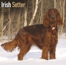 Irish Setter Calendar 2019, Paperback Book Irish Setter Calendar 2019, Paperback Book