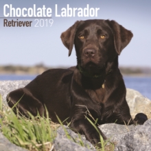 Chocolate Labrador Retriever Calendar 2019, Paperback Book Chocolate Labrador Retriever Calendar 2019, Paperback Book