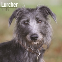 Lurcher Calendar 2019, Paperback Book Lurcher Calendar 2019, Paperback Book