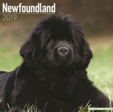 Newfoundland Calendar 2019, Paperback Book Newfoundland Calendar 2019, Paperback Book