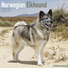 Norwegian Elkhound Calendar 2019, Paperback Book Norwegian Elkhound Calendar 2019, Paperback Book