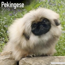 Pekingese Calendar 2019, Paperback Book Pekingese Calendar 2019, Paperback Book