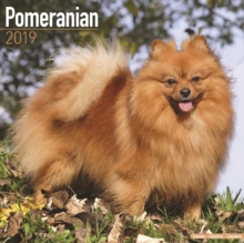 Pomeranian Calendar 2019, Paperback Book Pomeranian Calendar 2019, Paperback Book