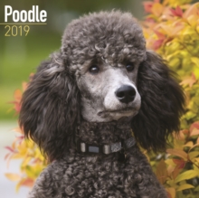 Poodle Calendar 2019, Paperback Book Poodle Calendar 2019, Paperback Book