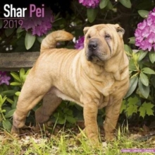 Shar Pei Calendar 2019, Paperback Book Shar Pei Calendar 2019, Paperback Book