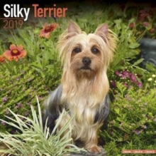 Silky Terrier Calendar 2019, Paperback / softback Book Silky Terrier Calendar 2019, Paperback / softback Book