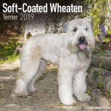 Soft Coated Wheaten Terrier Calendar 2019, Paperback Book Soft Coated Wheaten Terrier Calendar 2019, Paperback Book