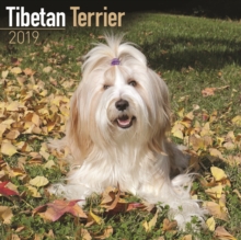 Tibetan Terrier Calendar 2019, Paperback Book Tibetan Terrier Calendar 2019, Paperback Book