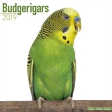 Budgerigars Calendar 2019, Paperback Book Budgerigars Calendar 2019, Paperback Book