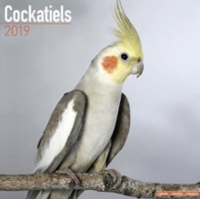 Cockatiels Calendar 2019, Paperback Book Cockatiels Calendar 2019, Paperback Book