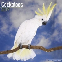 Cockatoos Calendar 2019, Paperback Book Cockatoos Calendar 2019, Paperback Book