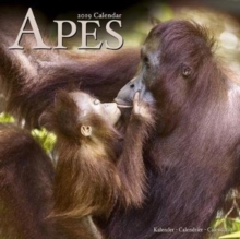 Apes Calendar 2019, Paperback Book Apes Calendar 2019, Paperback Book