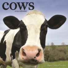 Cows Calendar 2019, Paperback Book Cows Calendar 2019, Paperback Book